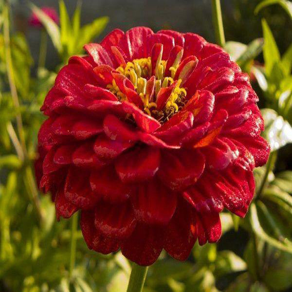 zinnia zinnias jackseeds sellers