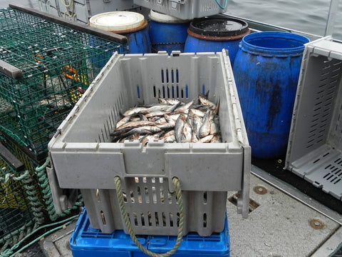 frozen herring and mackerel lobsterin