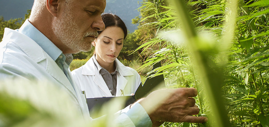 researchers checking hemp plants