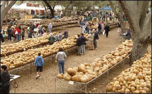 Customers Search for Gourds in the Racks