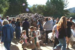 Eager Crowd Awaits Gourds From New Crop