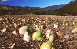 Gourd Field with Vines Down