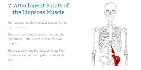 where does the iliopsoas muscle attach