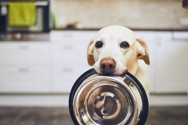 how much food does a dog need per year