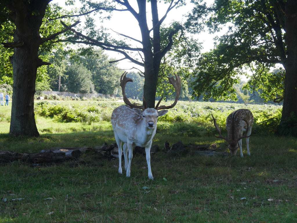 The Tamsin Trail deers looking at photographer