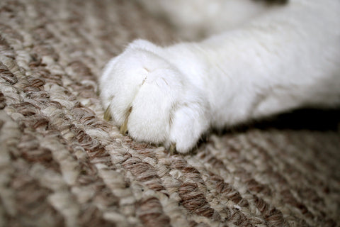 Carpet maintaince 