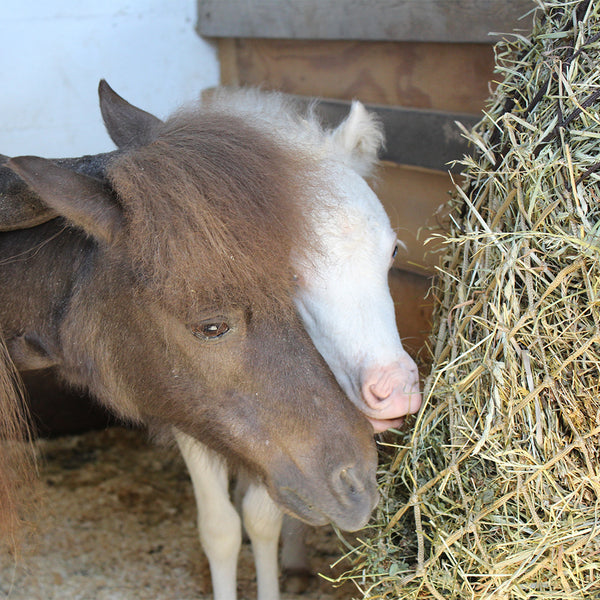 Phantom & Misty Share Soft Mesh Hay Net