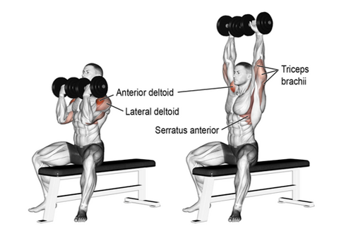 How to do the Arnold Press