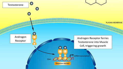 Whey Protein helps muscles absorb and use testosterone to grow