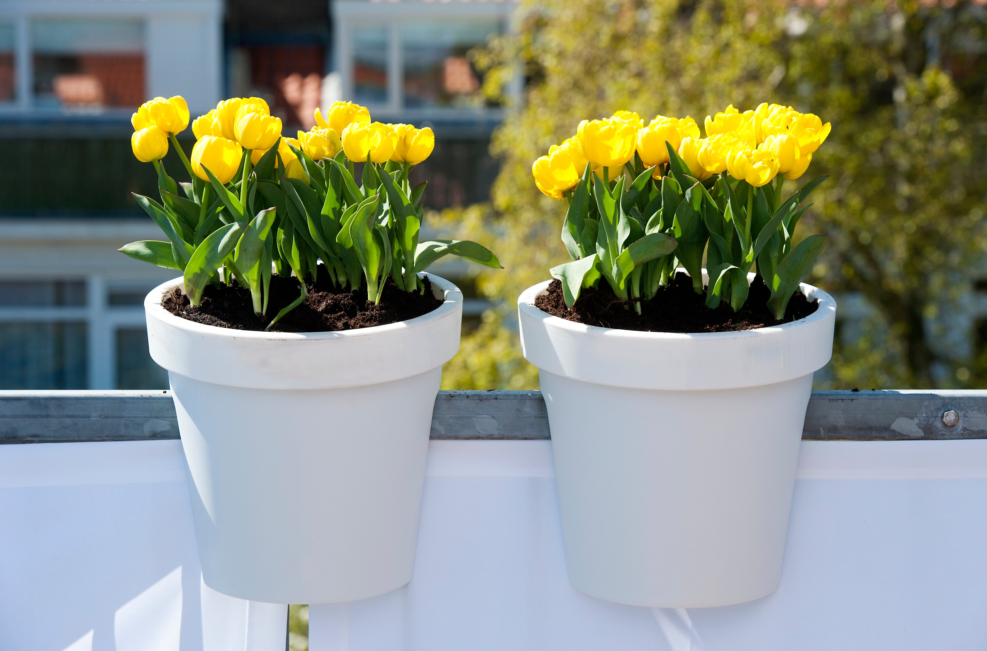 full sun flower bulbs