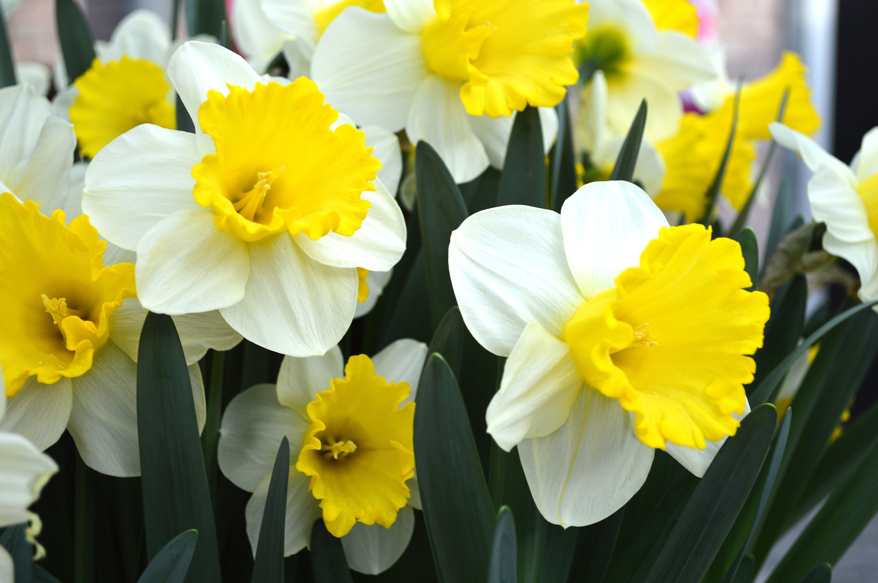 daffodils and tulips bouquet