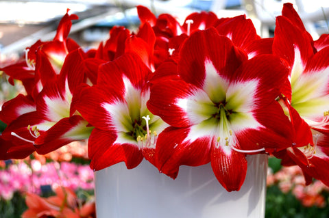 Jumbo Amaryllis Tres Chic