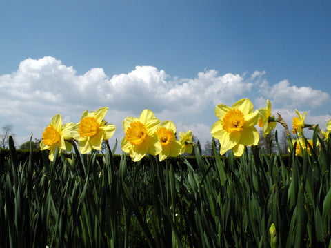 First Sign of Spring - FLOWER BULBS!