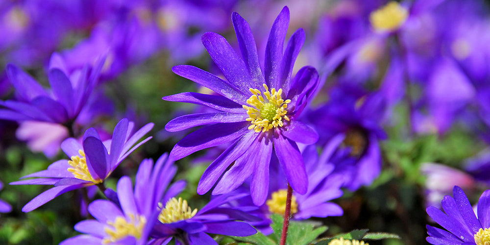 How To Grow Anemones? How to plant, grow and take care on anemone bulbs