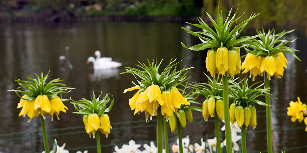 How to Grow Fritillaria - Fritillaria Lutea Yellow