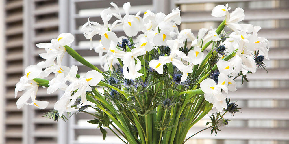 How To Grow Iris Flower Bulbs?