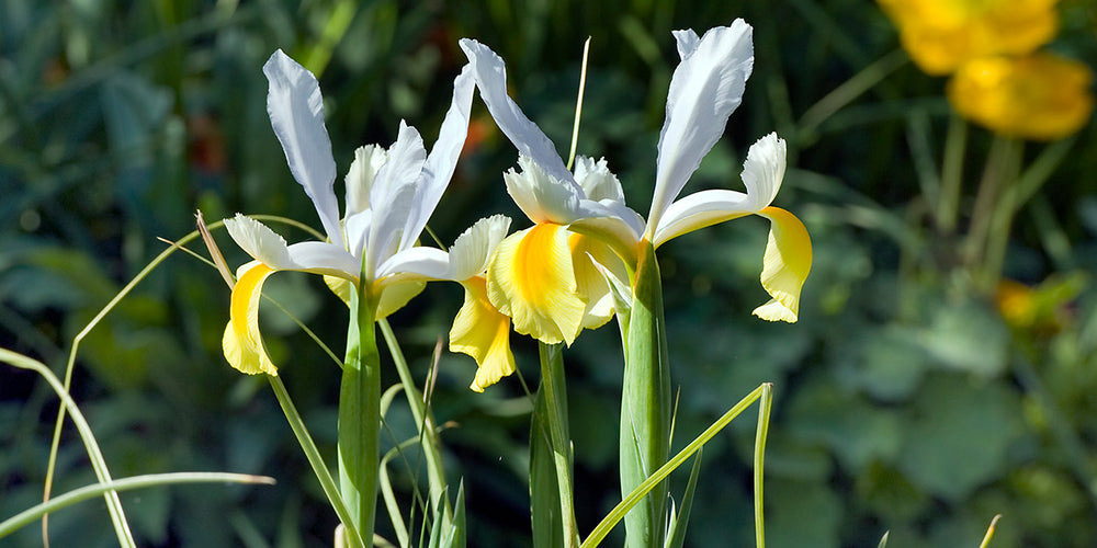 How to Grow Iris Flower Bulbs? 