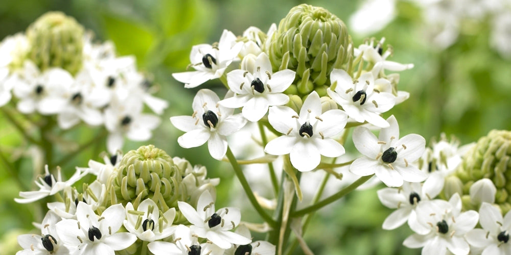 How To Grow Ornithogalum Star Flower?