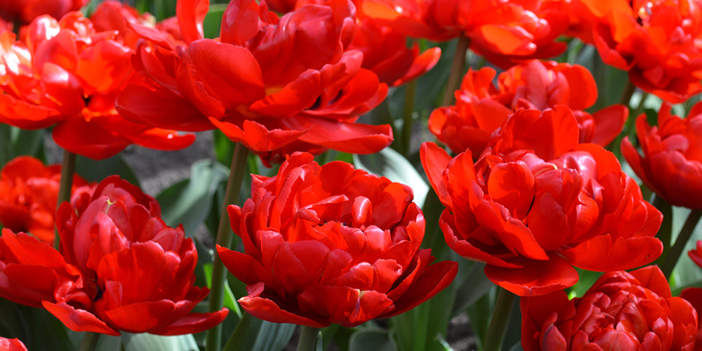 Tulip Double Abba Red