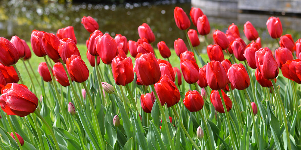 Tulip Red Impression