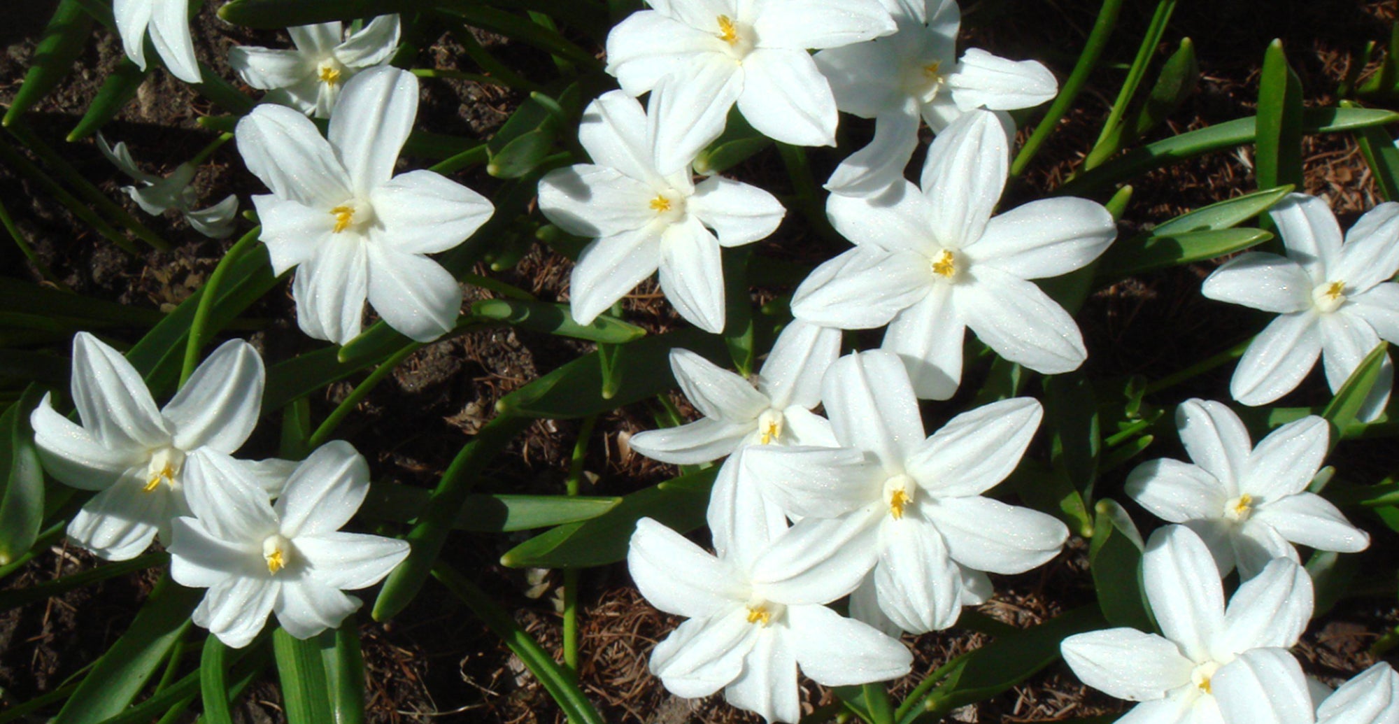 How To Grow Chionodoxa? - Planting Guide