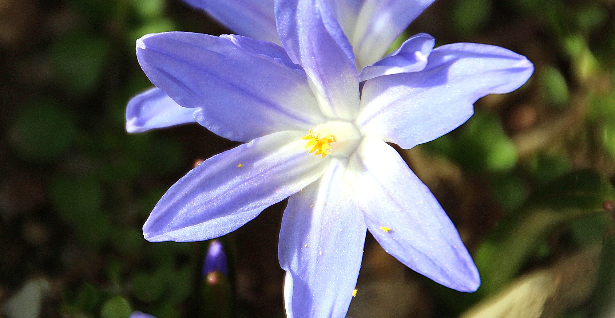 How To Grow Chionodoxa? - Planting Guide