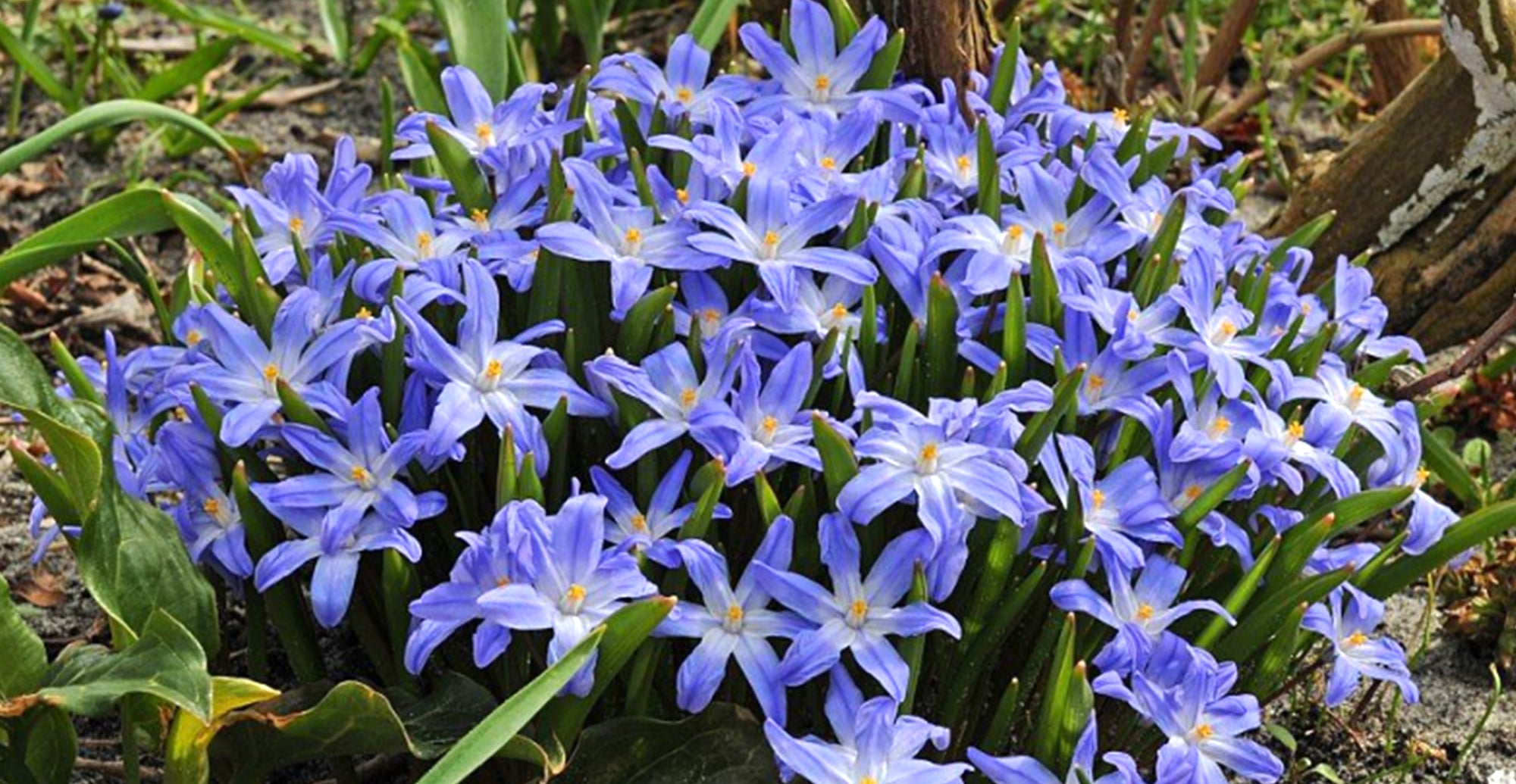 How To Grow Chionodoxa? - Planting Guide