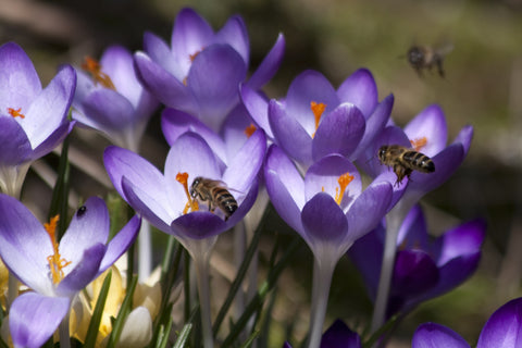 Bees love Crocus