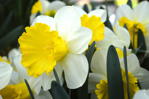 Daffodil Attraction