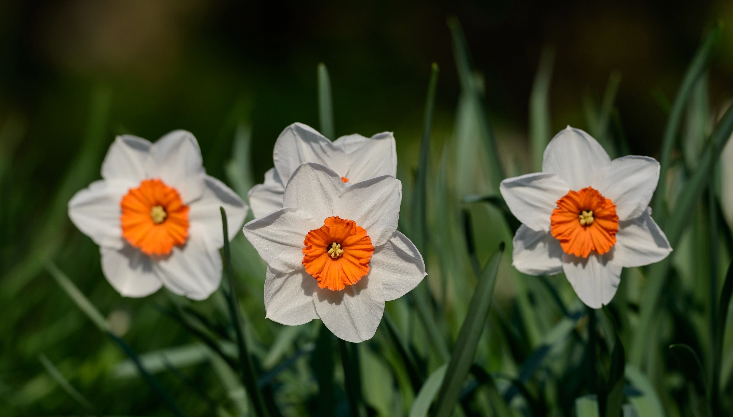 Daffodil Barret Browning