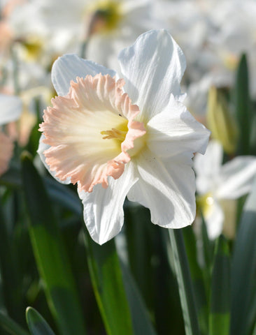 Daffodil British Gamble