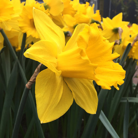 Daffodil Marieke