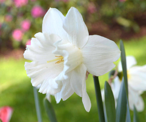 Daffodil Mount Hood