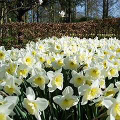 Daffodil Ice Follies