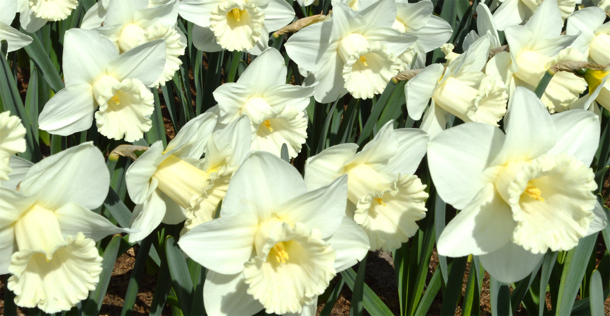 Daffodil White Bulbs Mount Hood