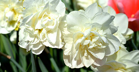 Daffodil White Explosion