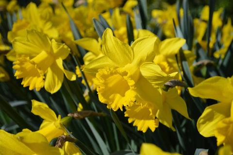 Eight Weeks of Daffodils
