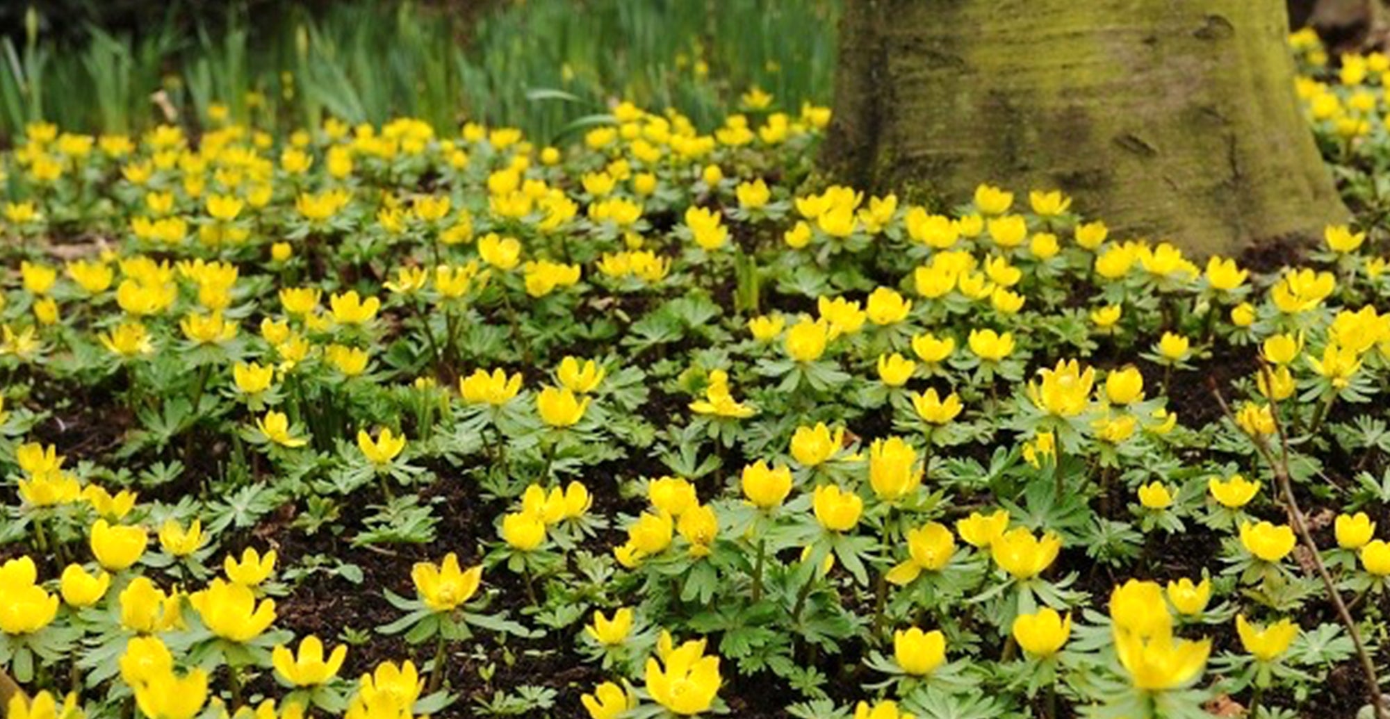 How To Grow Winter Aconite - Eranthis?