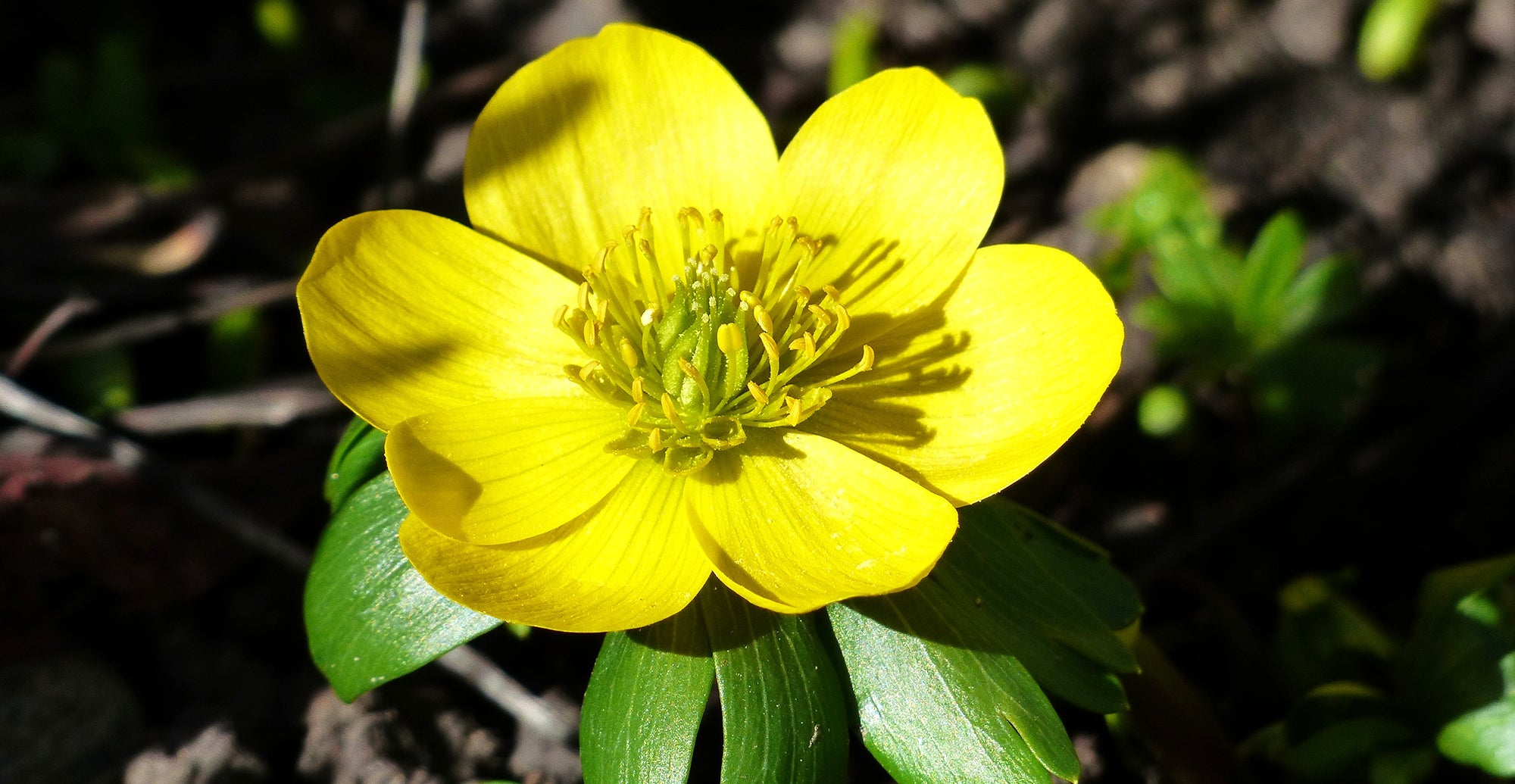 How to grow Winter Aconite - Eranthis?