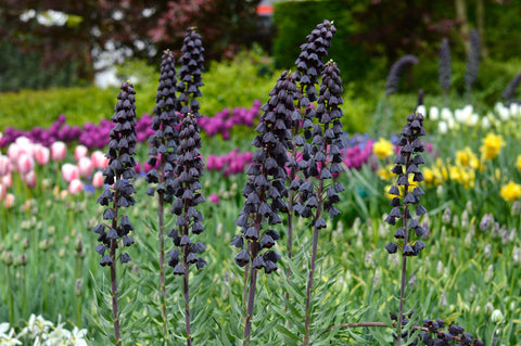 Fritillaria Persica