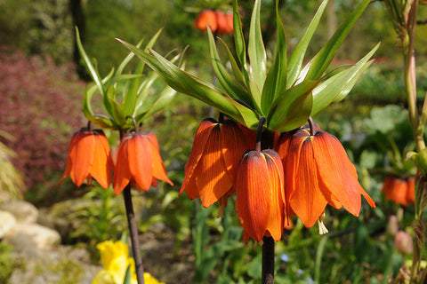 How to grow fritillaria bulbs