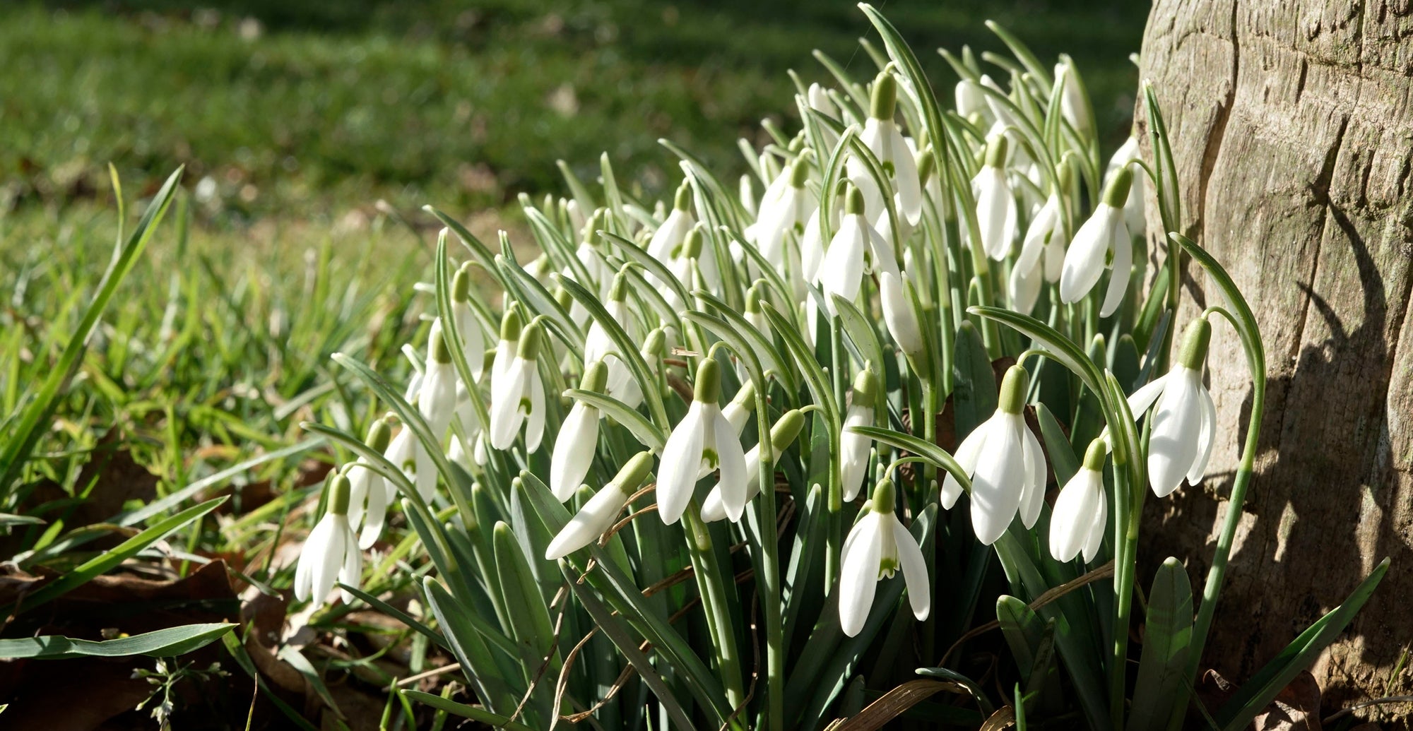 How to grow snowdrops planting guide