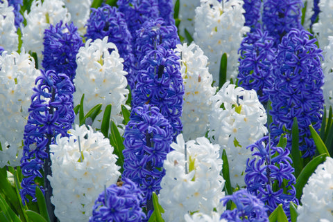 Hyacinth Blue and White