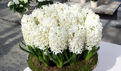 Hyacinth Carnegie White