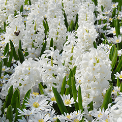 Hyacinth White