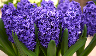 Hyacinth Double Dark Blue Royal Navy