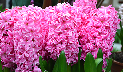 Hyacinth Flower Bulbs Pink Pearl 
