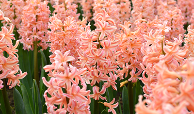 Hyacinth Gipsy Queen Salmon