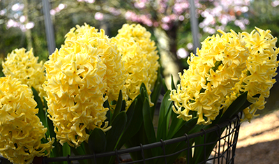 Hyacinth Flower Bulbs Yellow Queen