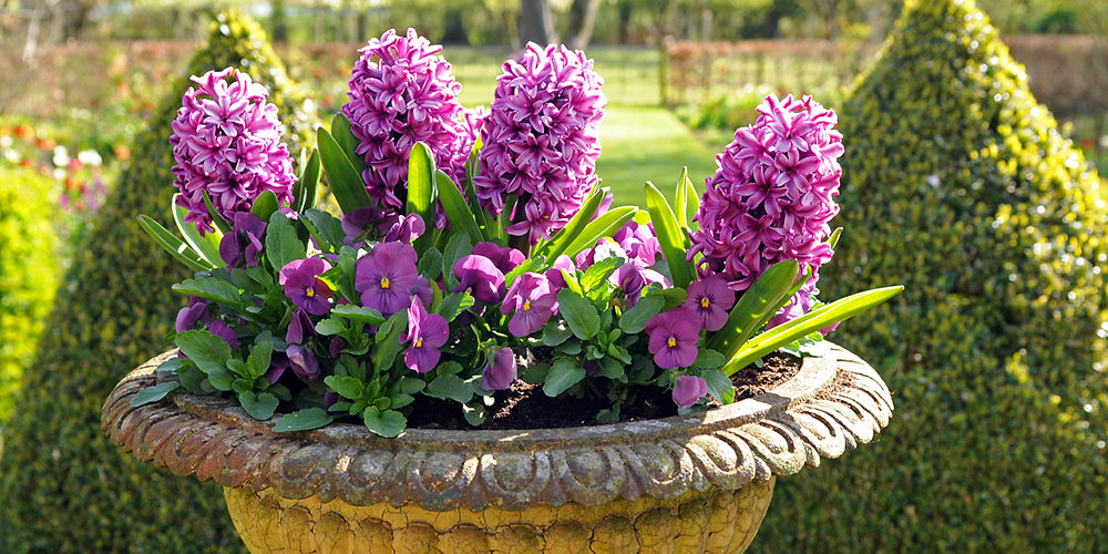 How To Plant Hyacinths in Pots or Containers